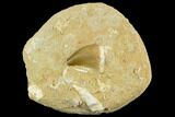 Mosasaur (Prognathodon) Tooth In Rock - Morocco #127665-1